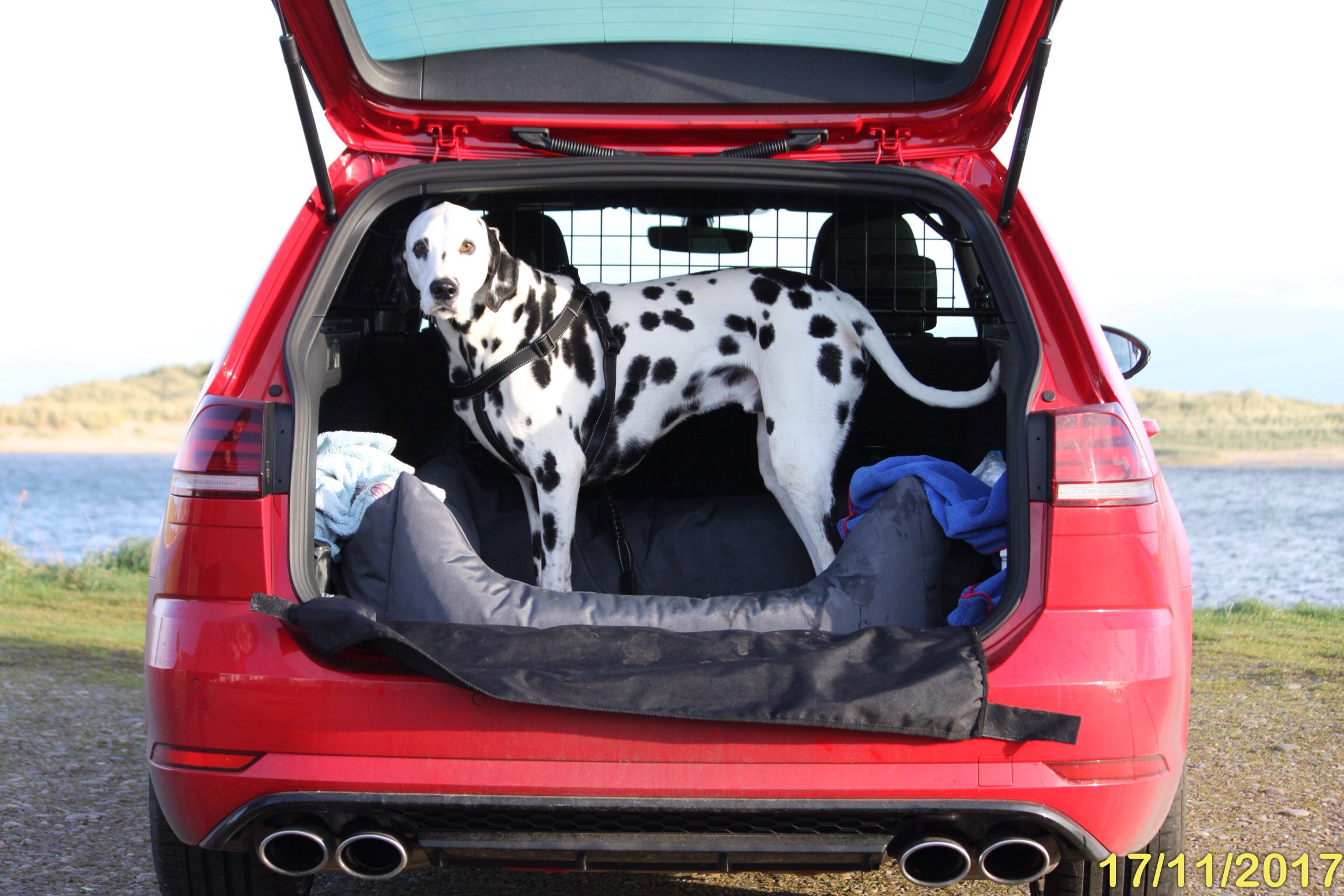 Vw golf mk7 dog hot sale guard